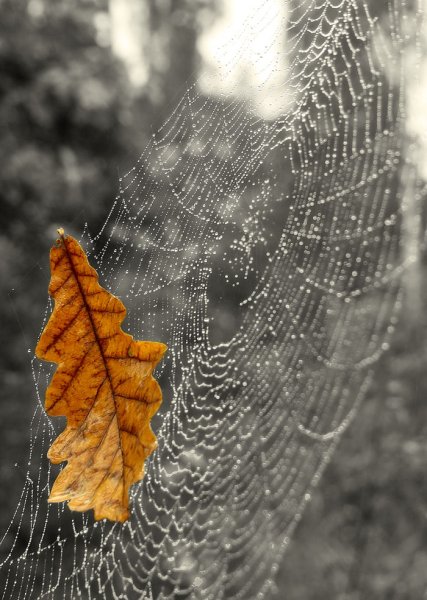 Бабье лето природа