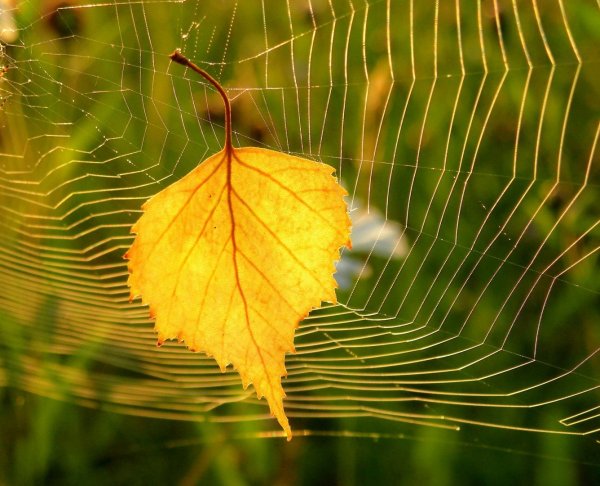Осень паутина
