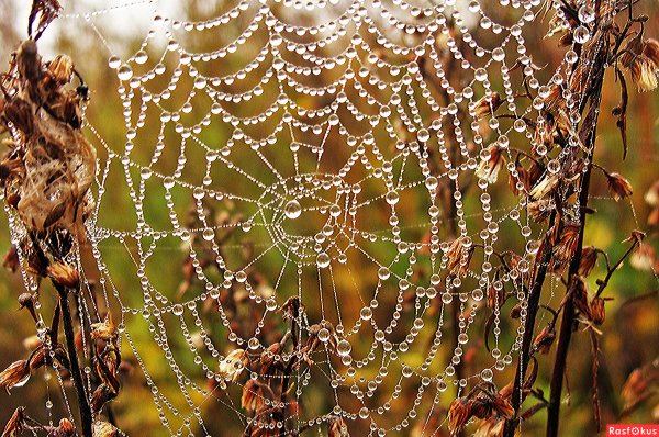 Паутинки бабьего лета картины художников