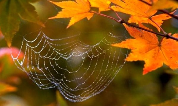 Паутинки с паучками в серединке