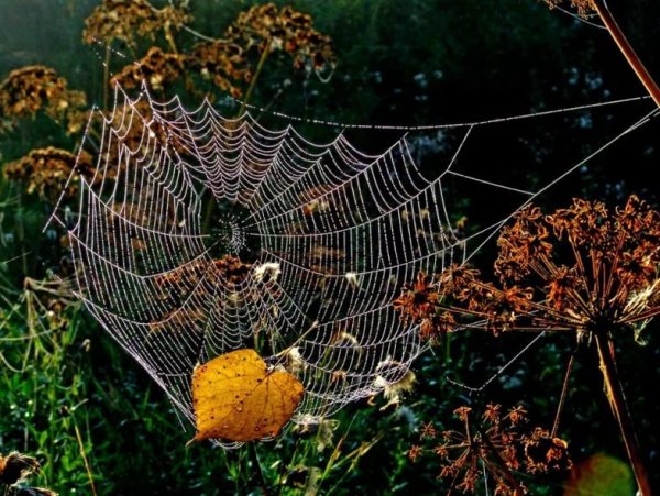 Роса на паутине осенью