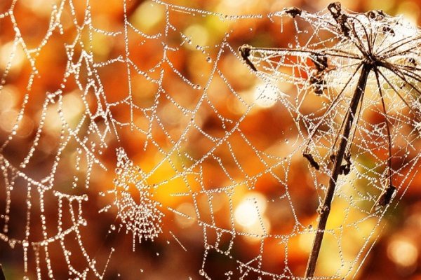 Осень паутина