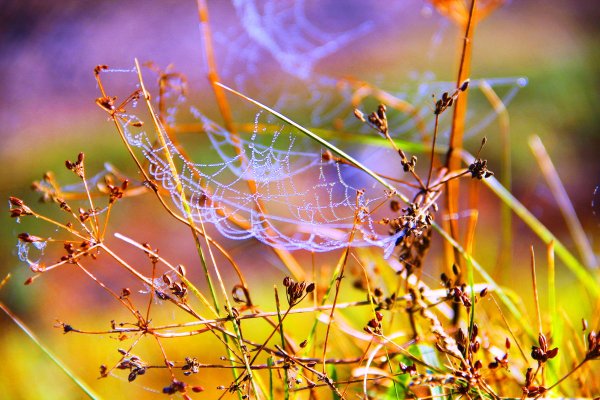 Бабье лето паутина
