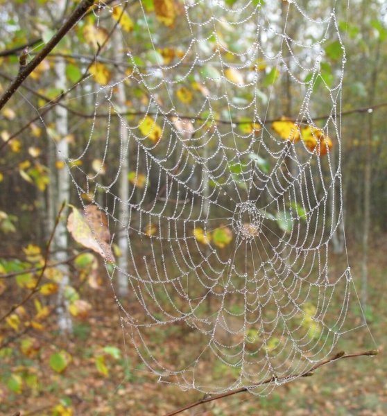 Паутинка бабьего лета
