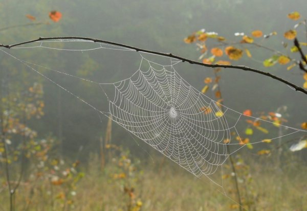 Паутина на ветке