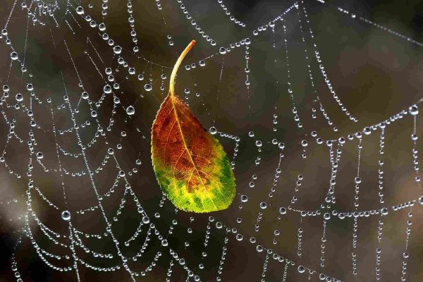 Паутина и паук в лесу