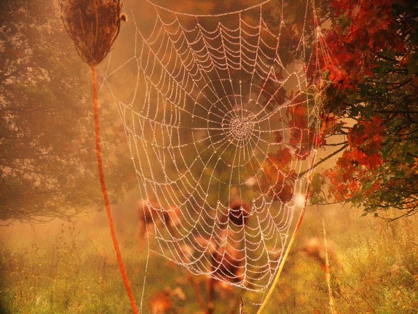 Осень паутинка