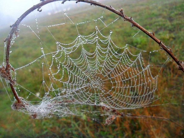 Осень паутина