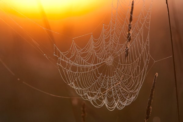 Бабье лето паутина