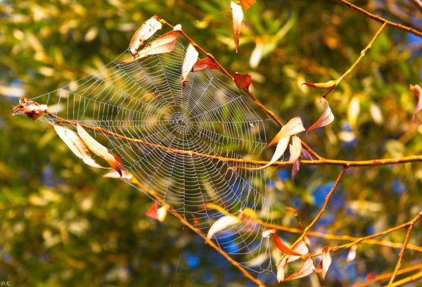 Осенняя паутинка