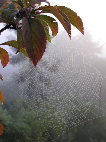 Летящая паутина