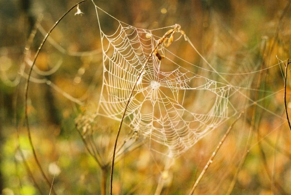 Осень паутинка