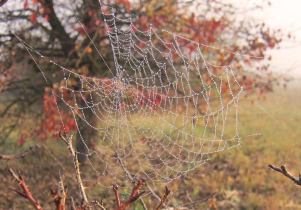 Осенняя паутина в воздухе