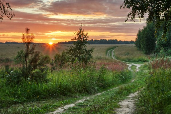 Луна в лесу