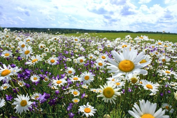 Ах лето Ах лето