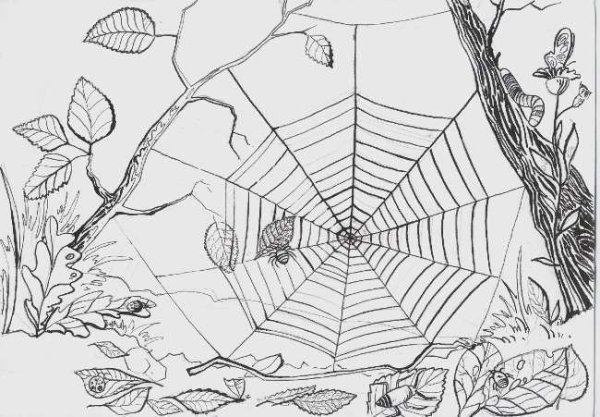 Паутина рисунок карандашом