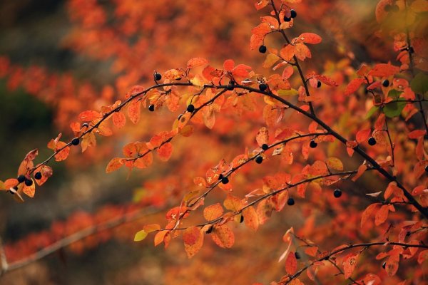 Стихотворение наступило бабье лето