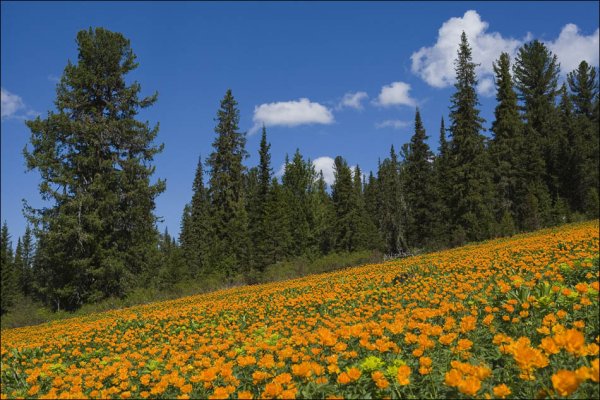 Город Тайга Кемеровская область