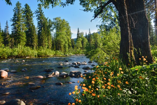 Аляскинская Тайга