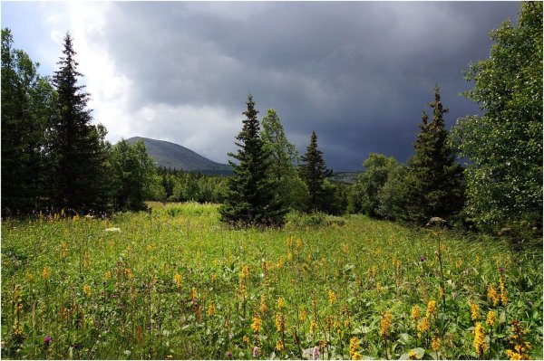 Россия Раздолье березы