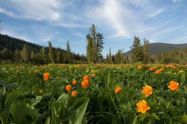 Флора парка Ергаки
