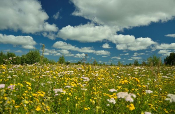 Купальница Горная Шория