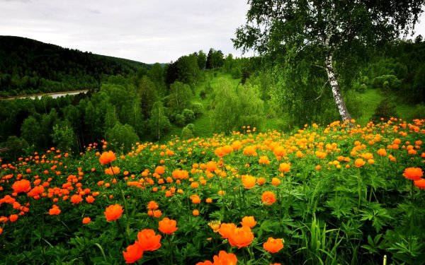 Купальница Ергаки