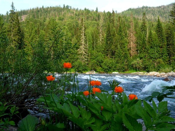 Кузнецкий Алатау заповедник Междуреченск Кемеровская область