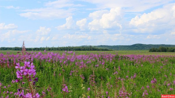 Природа Сибири