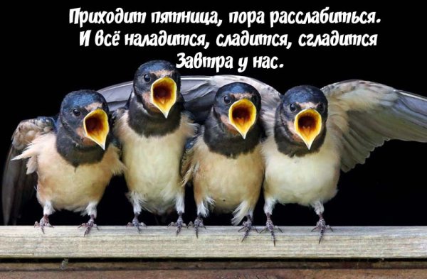 Добрый день с юмором