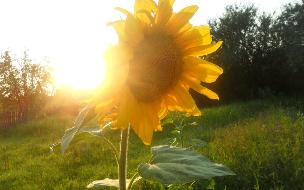 Жаркое лето