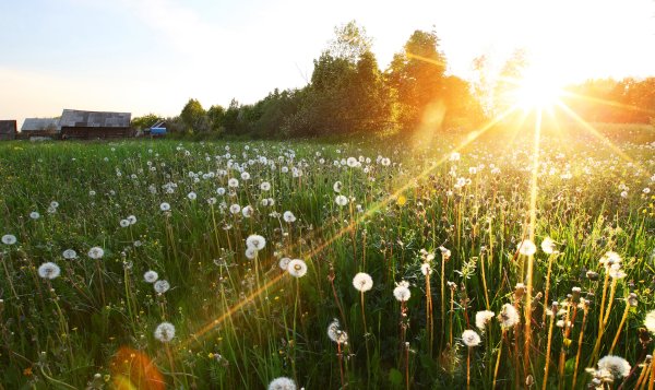 Летние деньки