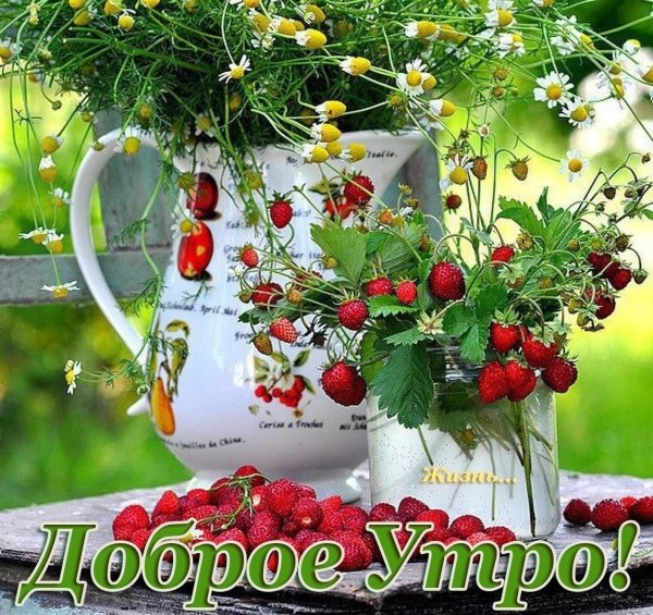 Лето июль солнце цветы ягоды