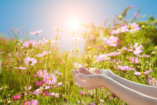 Солнце радость