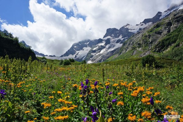 Альпийские Луга Северного Кавказа