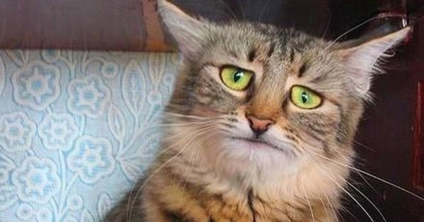 Хрен демотиватор