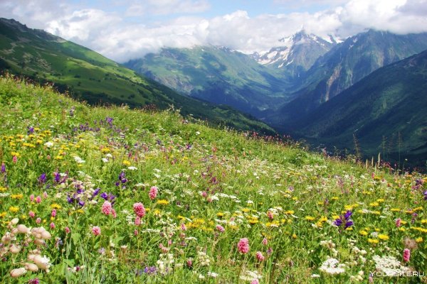 Тебердинский заповедник Альпийские Луга
