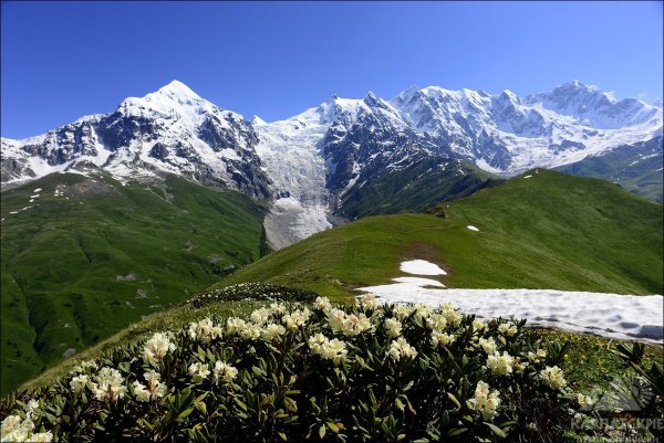 Гора Чегет с рододендронами