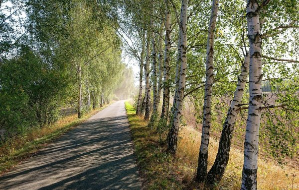 Берёзовая аллея экологическая тропа