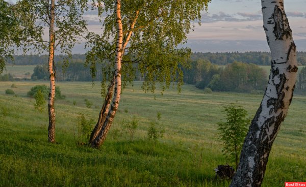 Деревня береза поле Россия