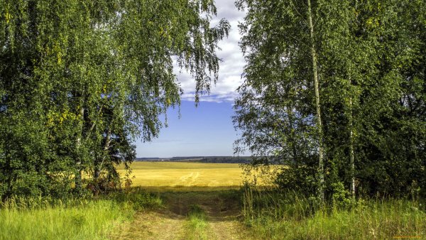 Курск природа