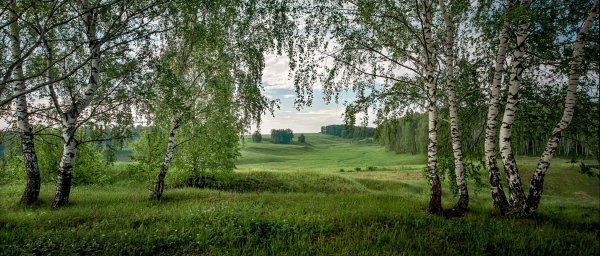 Природа Березовая роща Полянка речка