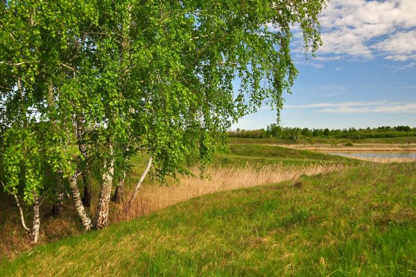 Березовый лес Курск