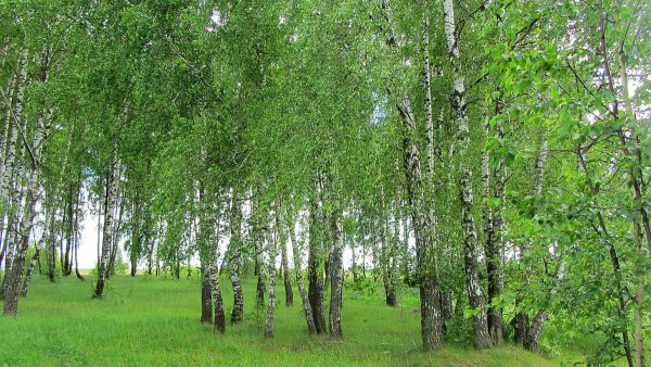 Березовая роща береза повислая