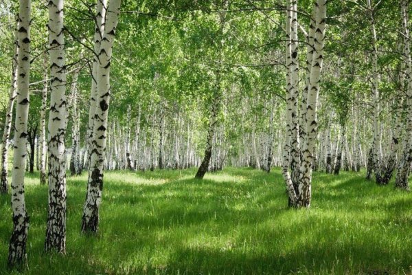 Березовая роща Якутии