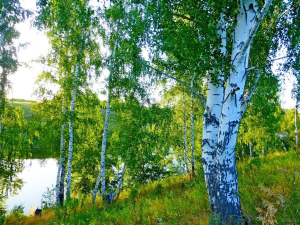 Природа Якутии березы