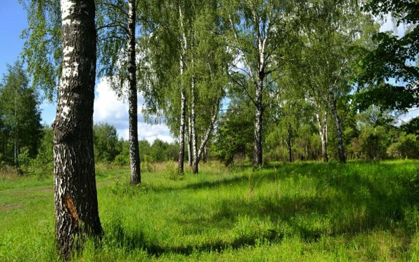 Березовая роща Томск