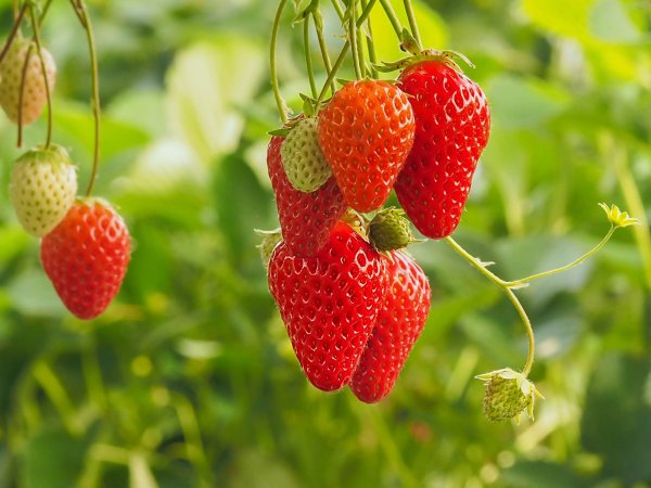 Земляника Садовая Руяна