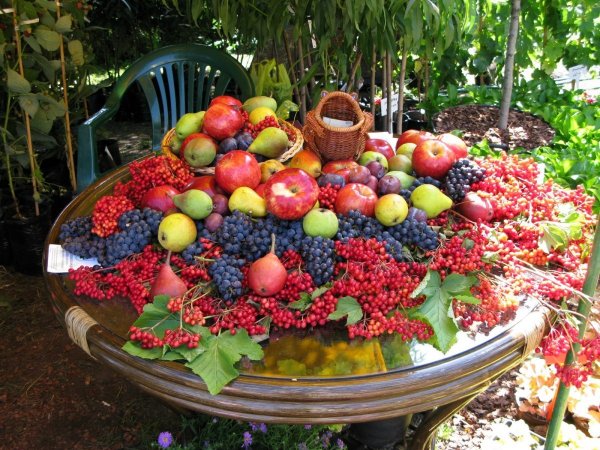 Садовые фрукты