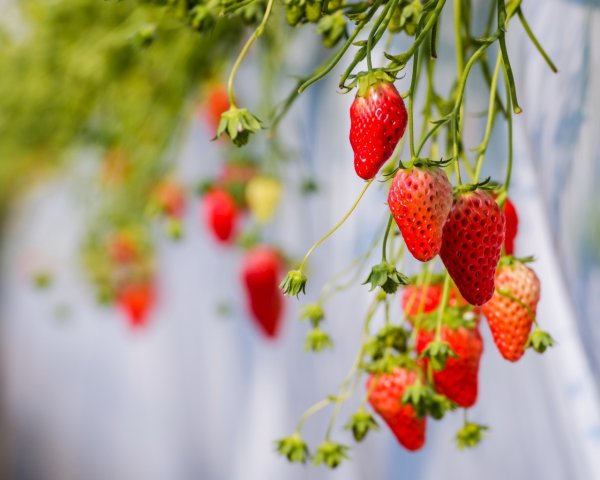 Обои на рабочий стол клубника